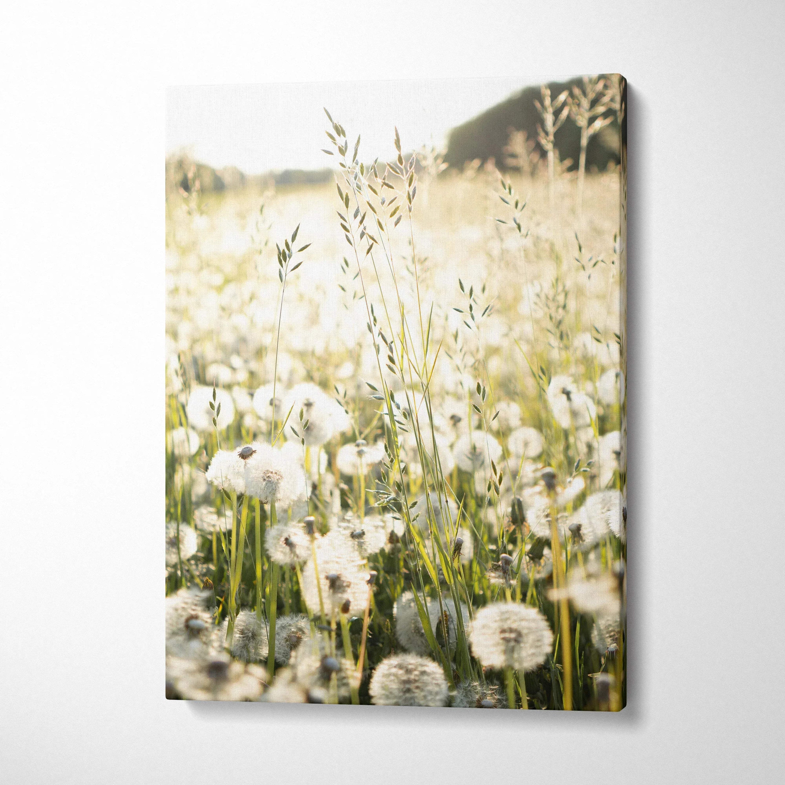 Floral canvas wall art featuring dandelions in soft sunlight with a warm, natural tone.