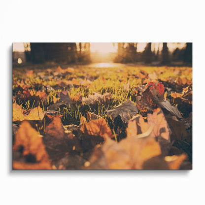 Autumn leaves close-up with warm sunlight glow nature art poster wall art.