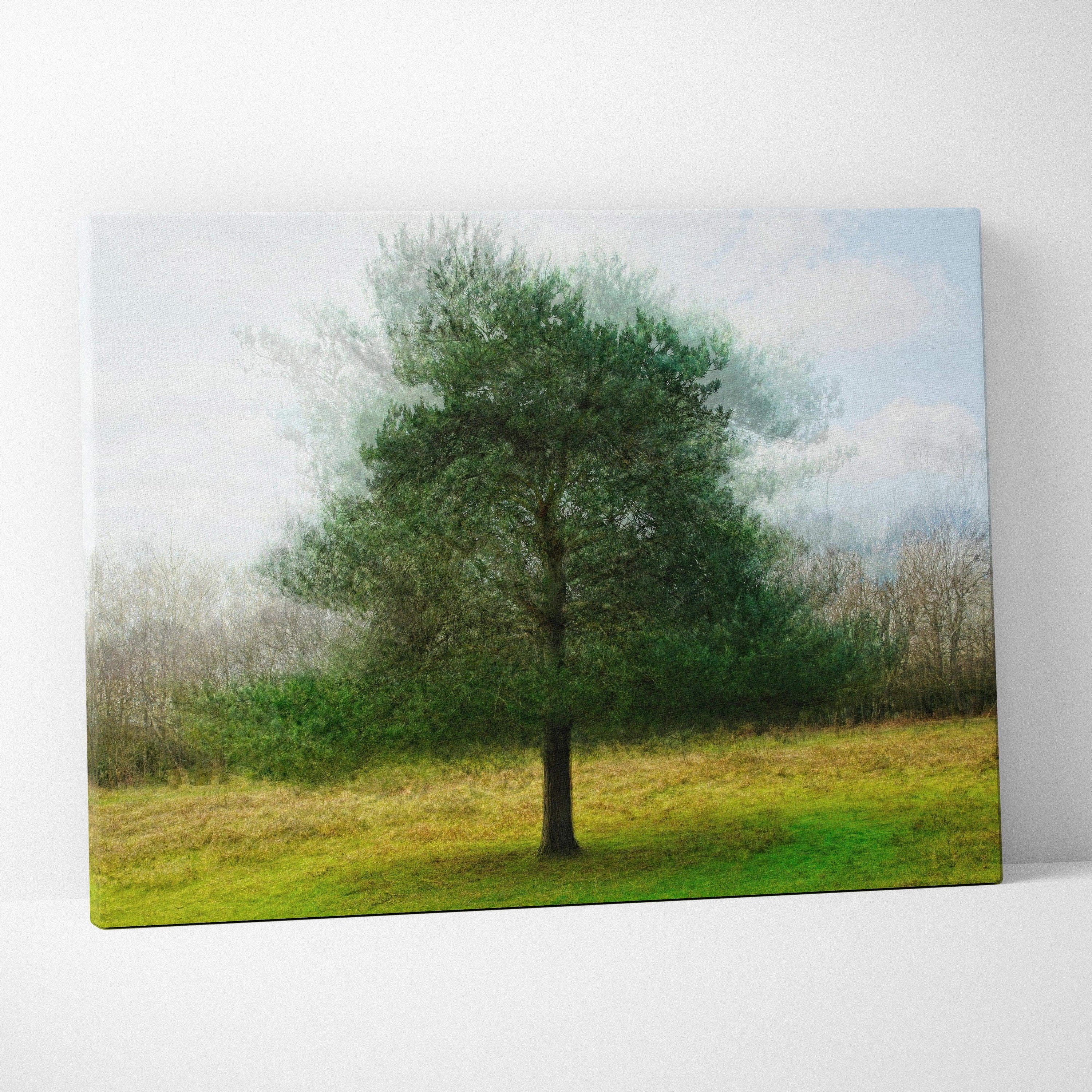 Solitary evergreen tree in misty grassy field, painterly green blue canvas art