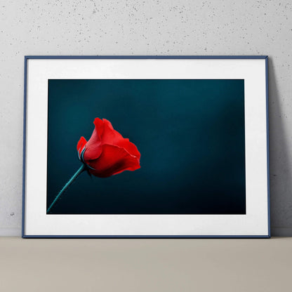 Red rose floral digital art poster with deep blue background in black frame wall art.