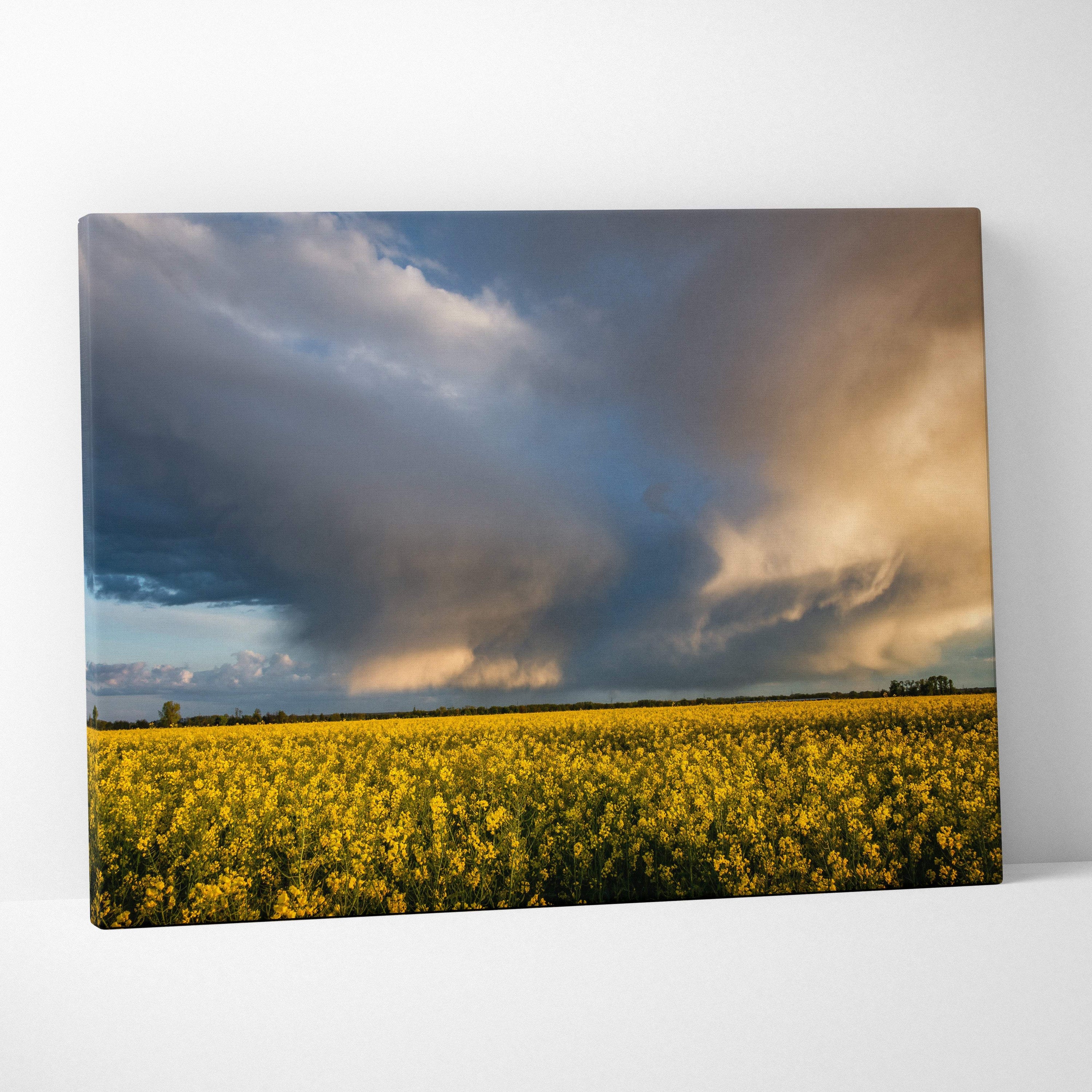 Canvas print of a vibrant yellow canola field under dramatic stormy skies with contrasting dark and golden clouds wall decor