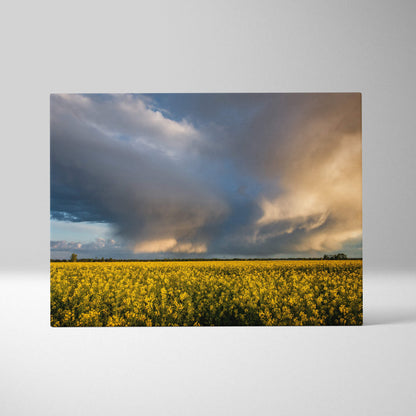 A rectangular canvas print showing a dramatic sky with dark storm clouds above a vibrant yellow flowering field