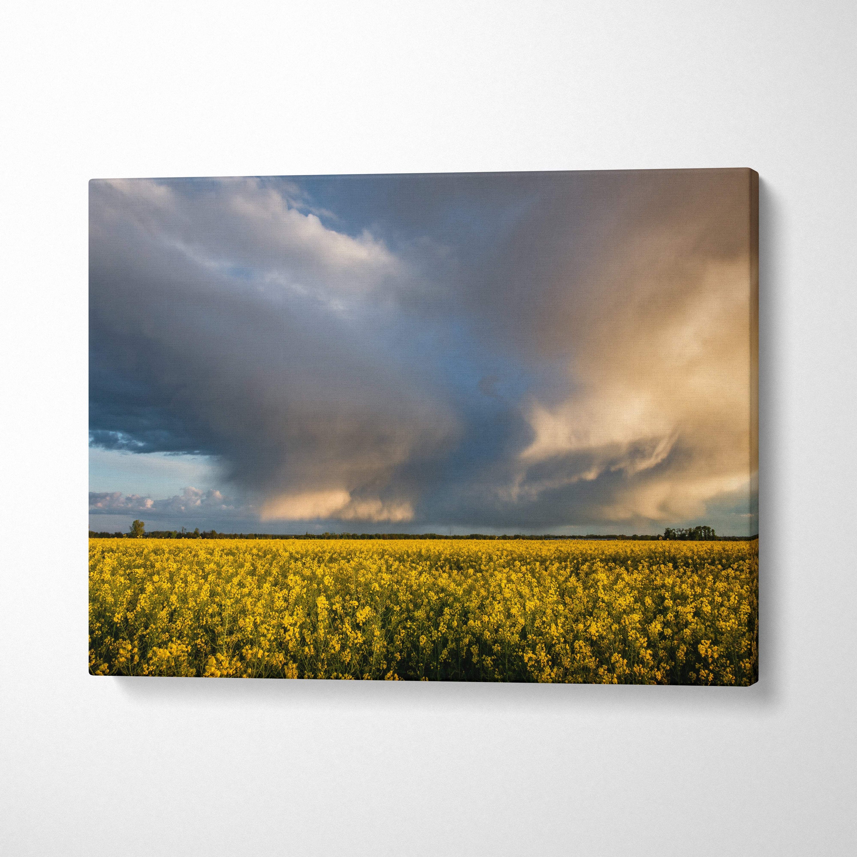 Canvas print of a yellow flower field under dramatic stormy skies with golden light perfect for wall decor